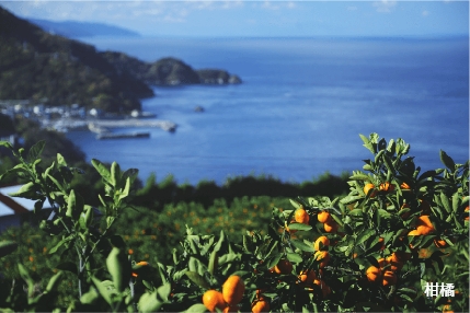HIJIKAWA RIVER HISTORY EXPERIENCE　伊予灘と柑橘