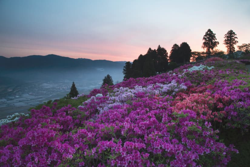 冨士山のツツジ