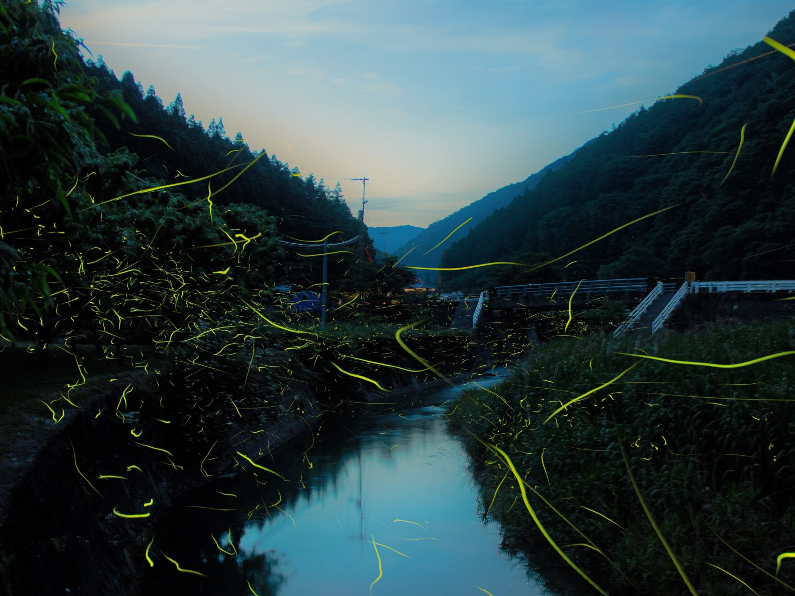 ほたるまつり」「花しょうぶ園」開催のお知らせ | 大洲市公式観光情報